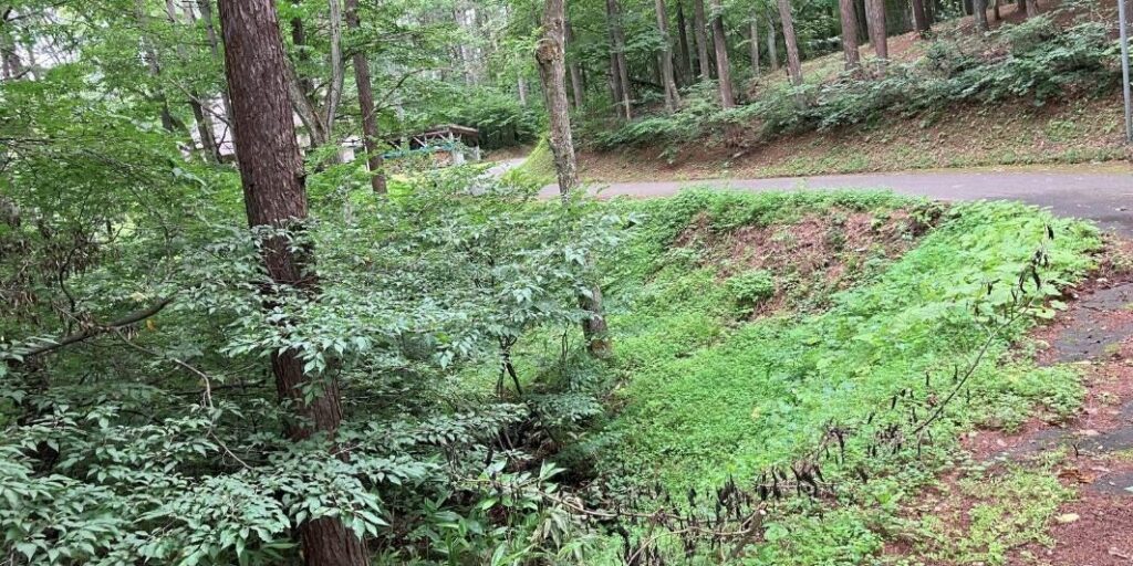 飯綱町川上白樺台の土地。道路沿いの傾斜した林