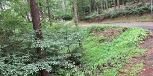 飯綱町川上白樺台の土地。道路沿いの傾斜した林