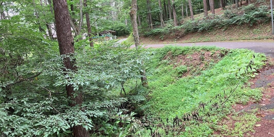 飯綱町川上白樺台の土地。道路沿いの傾斜した林